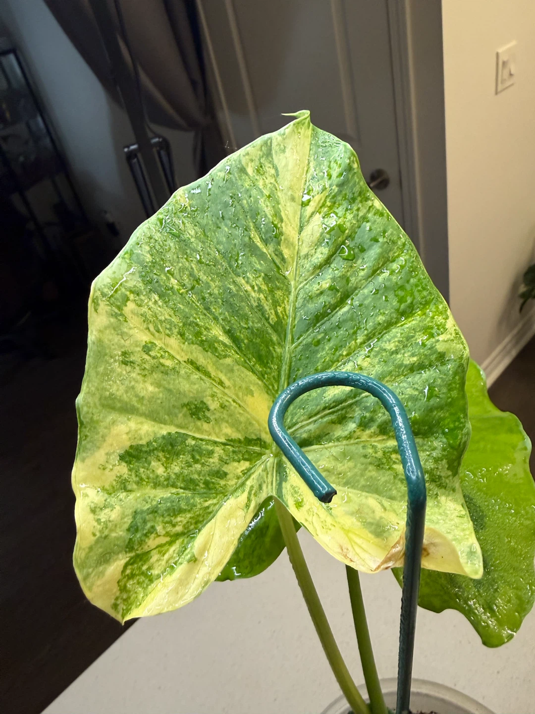 Variegated Alocasia Gageana Aurea - photo 3