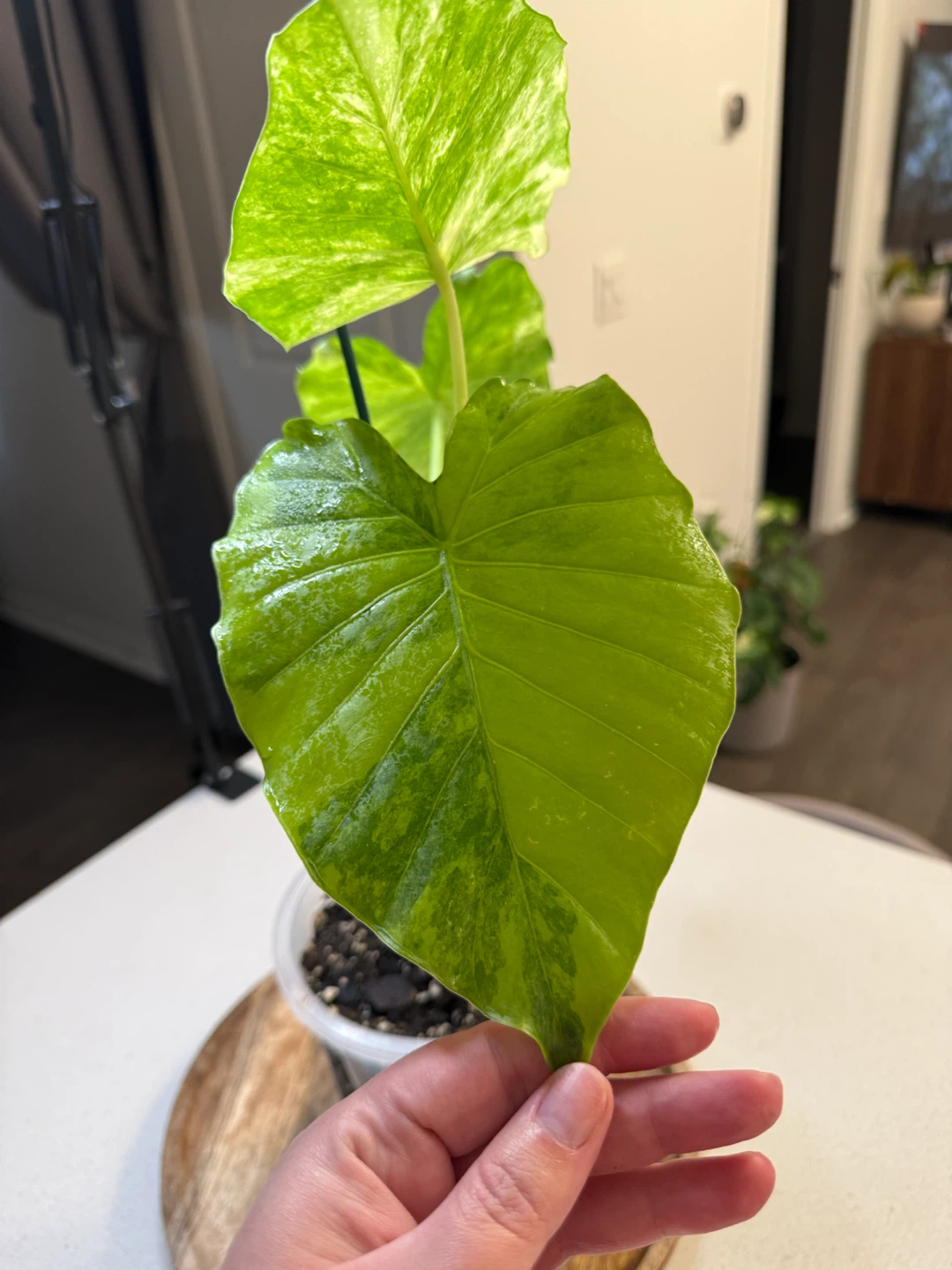 Variegated Alocasia Gageana Aurea - photo 4