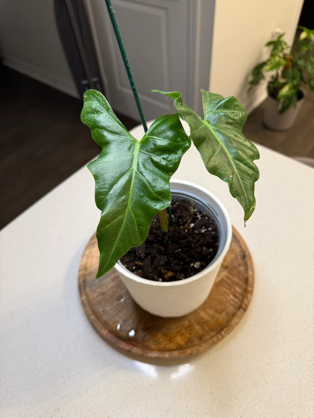 Alocasia Portora Plant