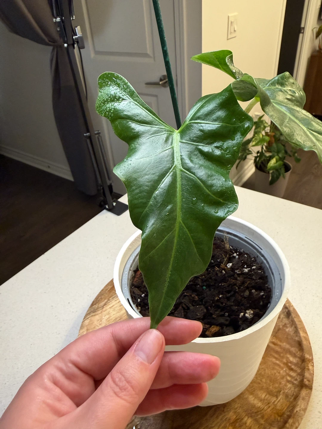 Alocasia Portora Plant - photo 2