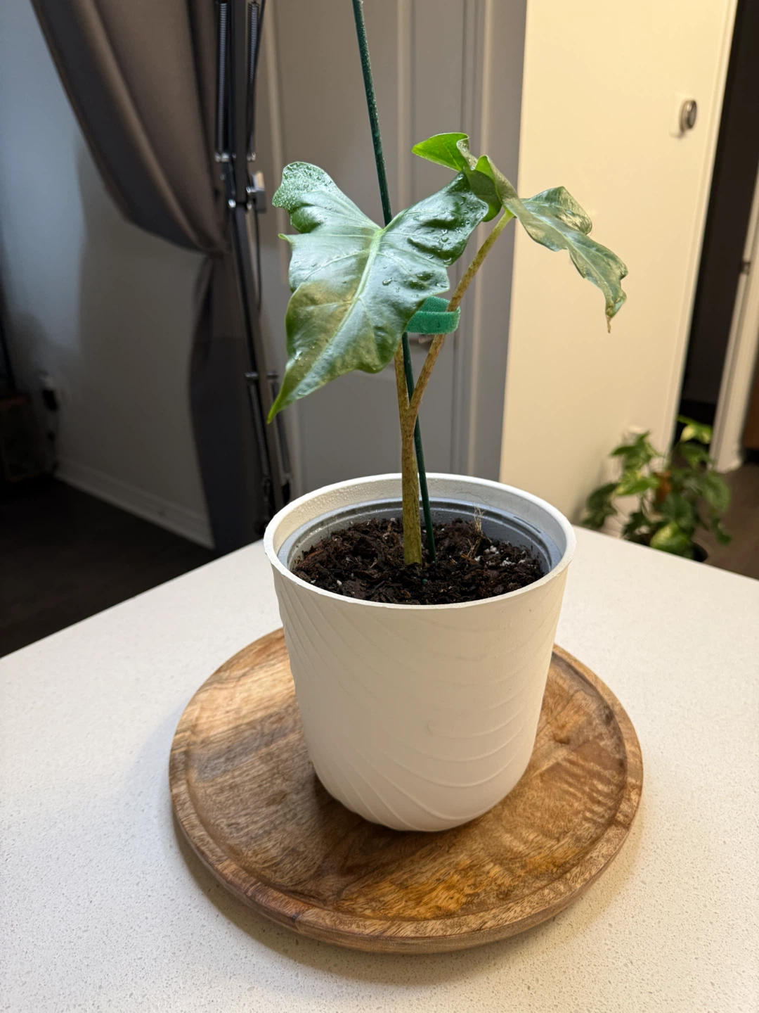 Alocasia Portora Plant - photo 3