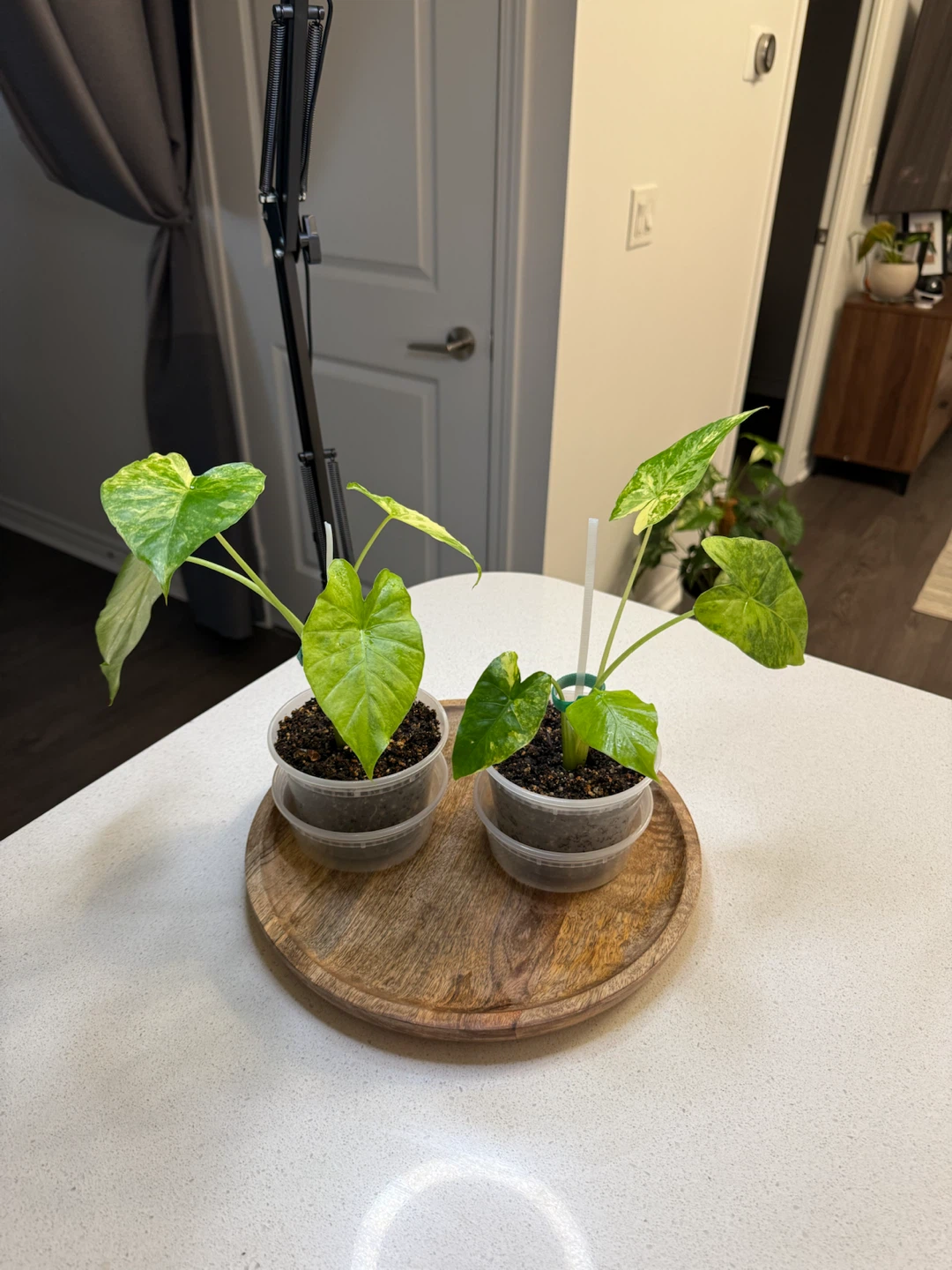 Two Alocasia Gageana Variegated Starters