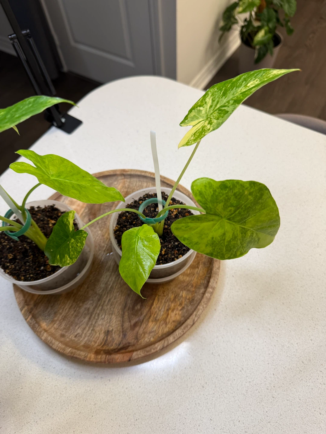 Two Alocasia Gageana Variegated Starters - photo 2