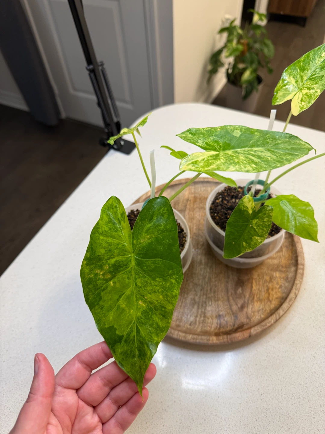 Two Alocasia Gageana Variegated Starters - photo 3