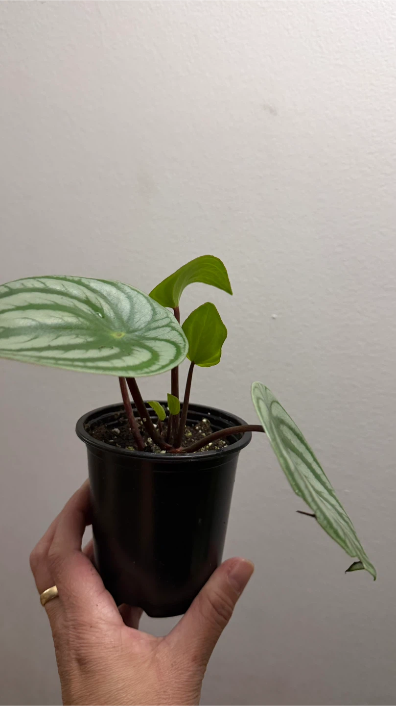 Peperomia Watermelon Plant