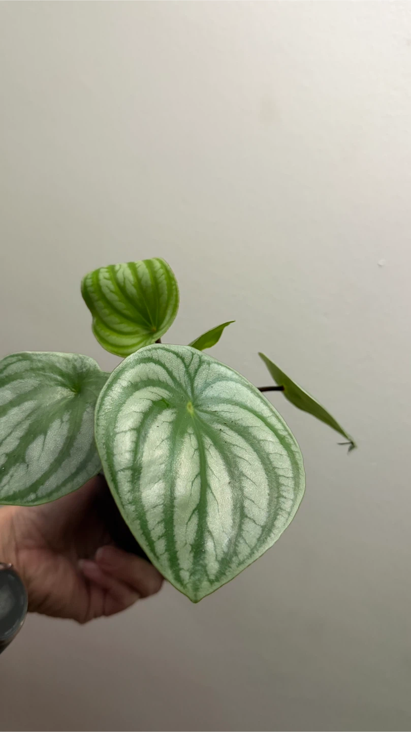 Peperomia Watermelon Plant - photo 2