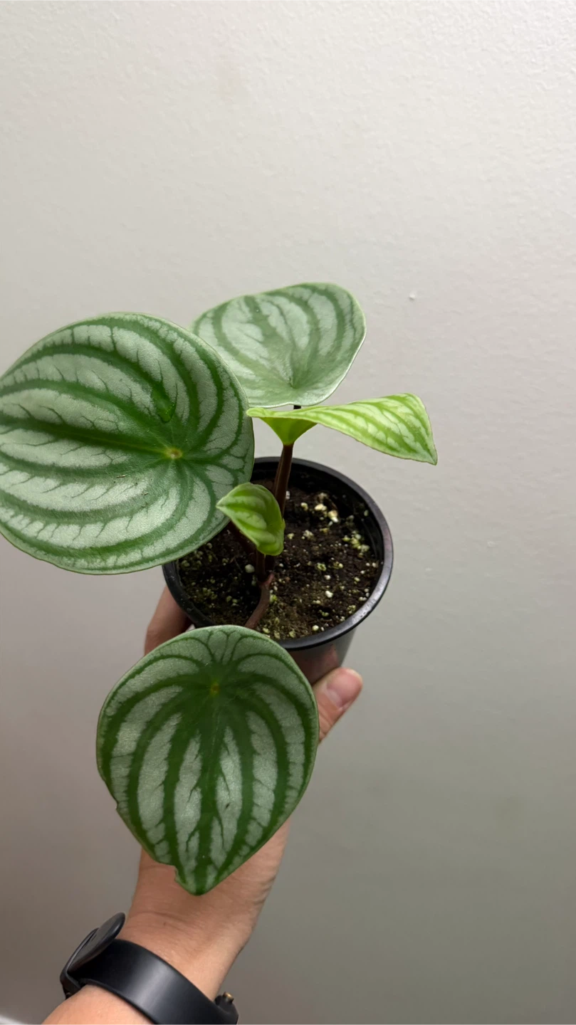 Peperomia Watermelon Plant - photo 3
