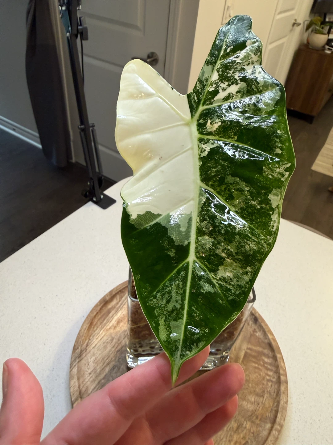 Alocasia Frydek Variegated Plant