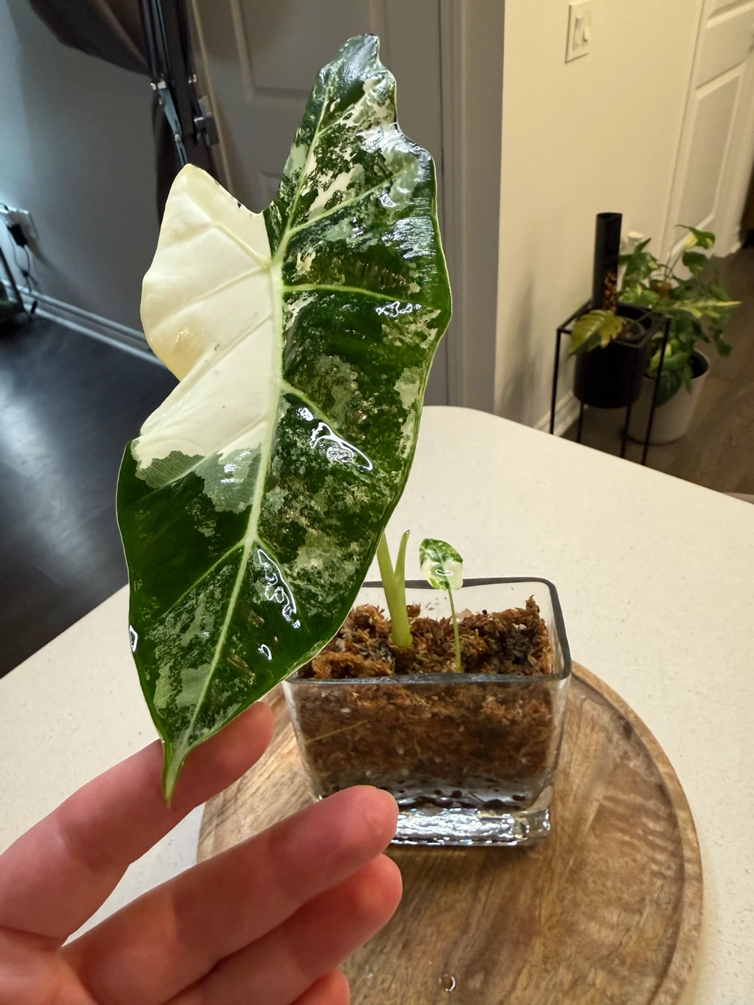 Alocasia Frydek Variegated Plant - photo 2
