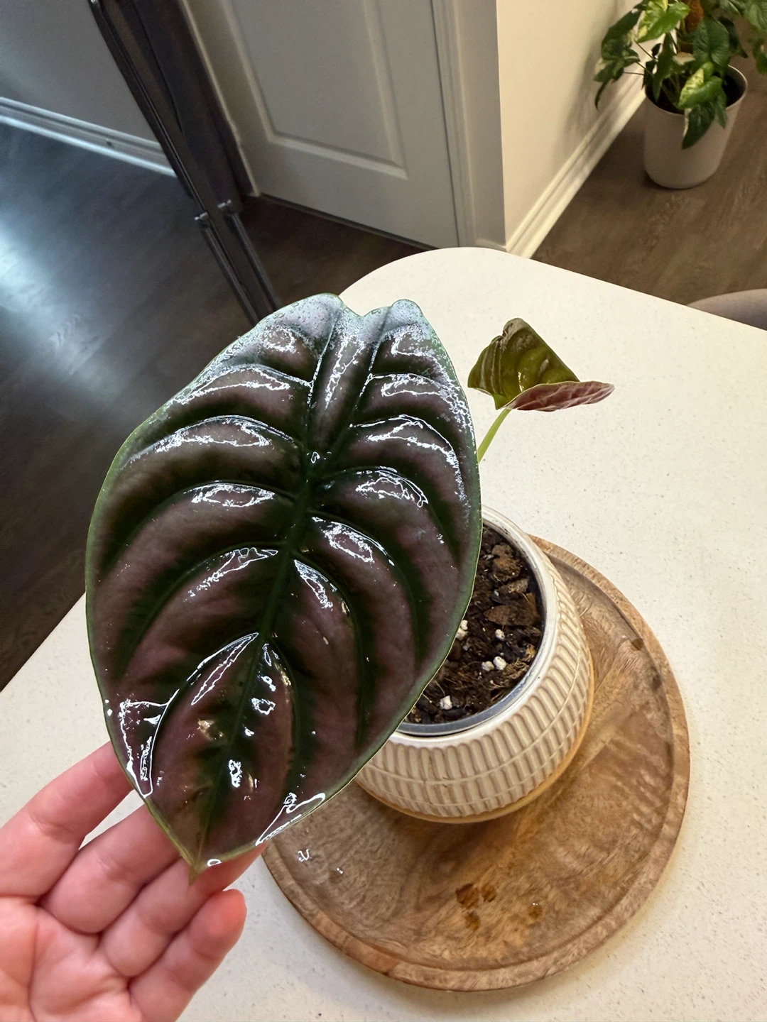 Alocasia Cuprea Red Secret Plant