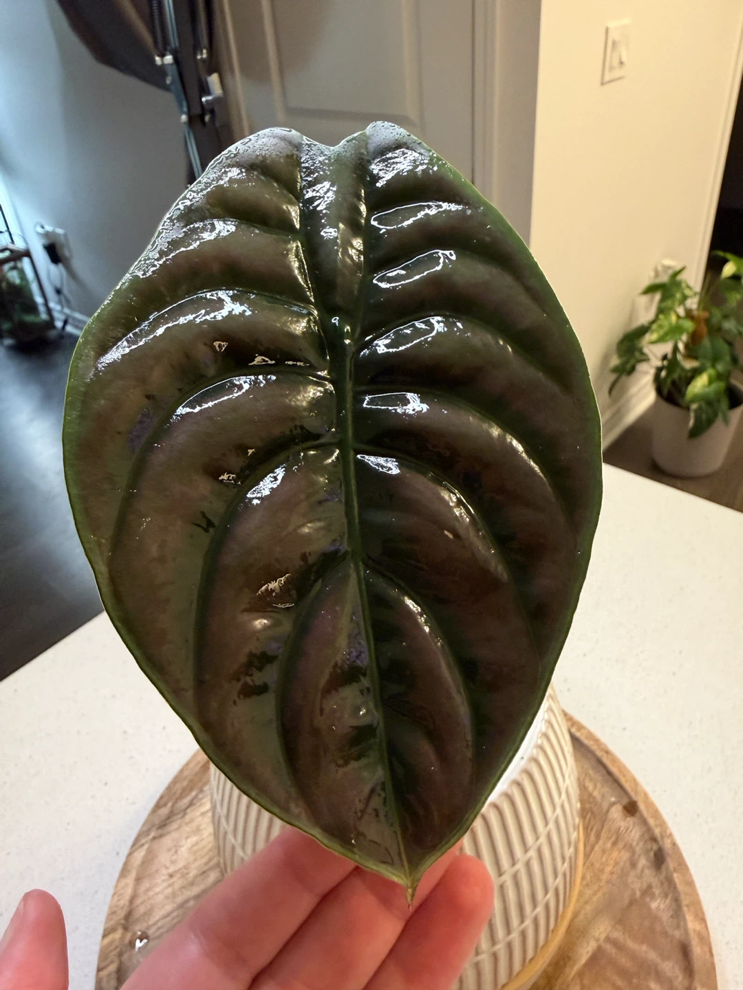 Alocasia Cuprea Red Secret Plant - photo 2