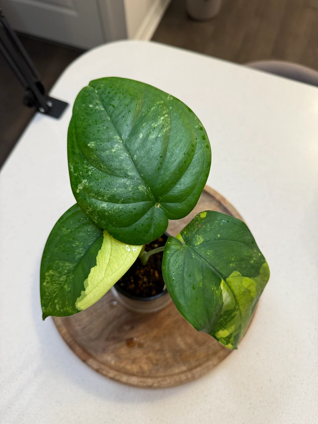 Variegated Syngonium Chiapense