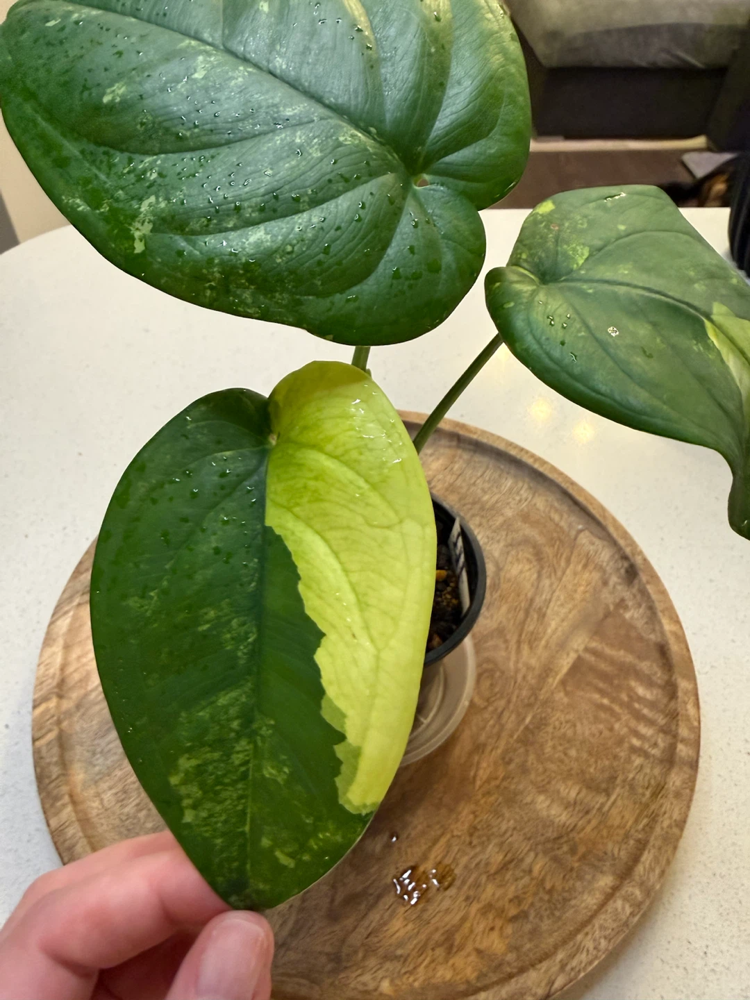 Variegated Syngonium Chiapense - photo 2