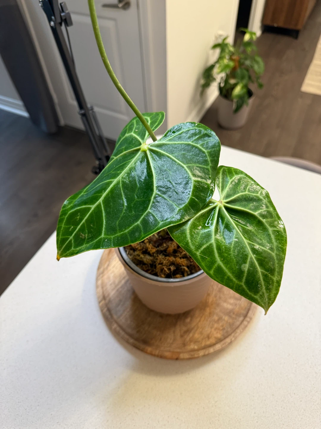 Anthurium clarinervium
