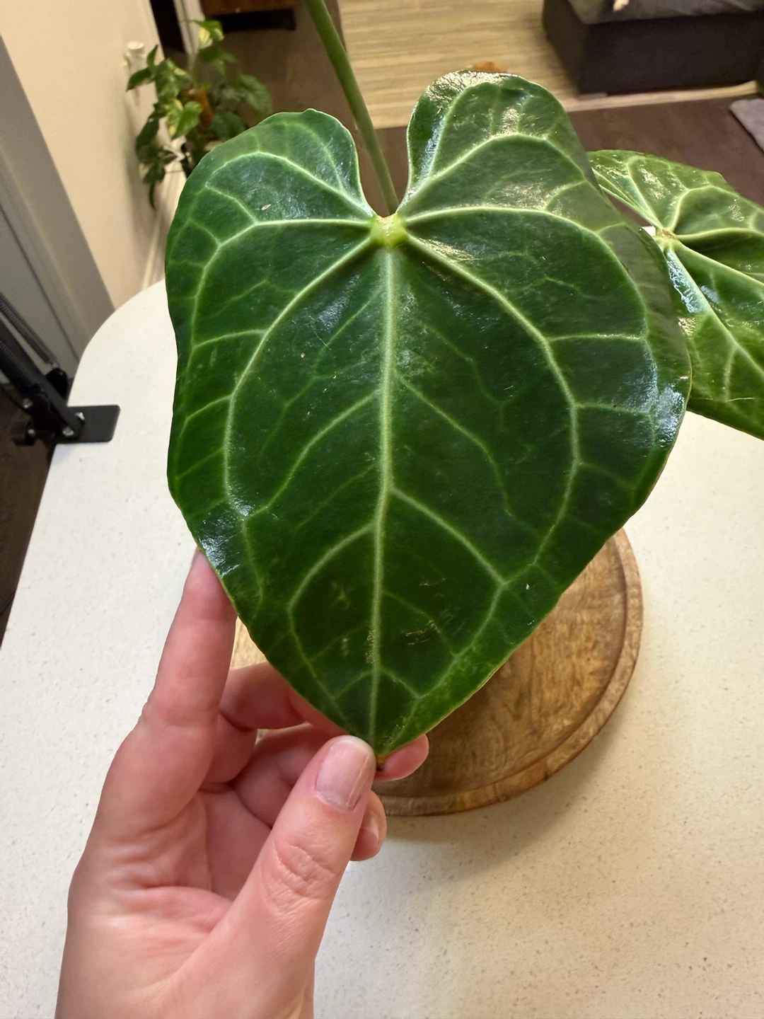 Anthurium clarinervium - photo 2