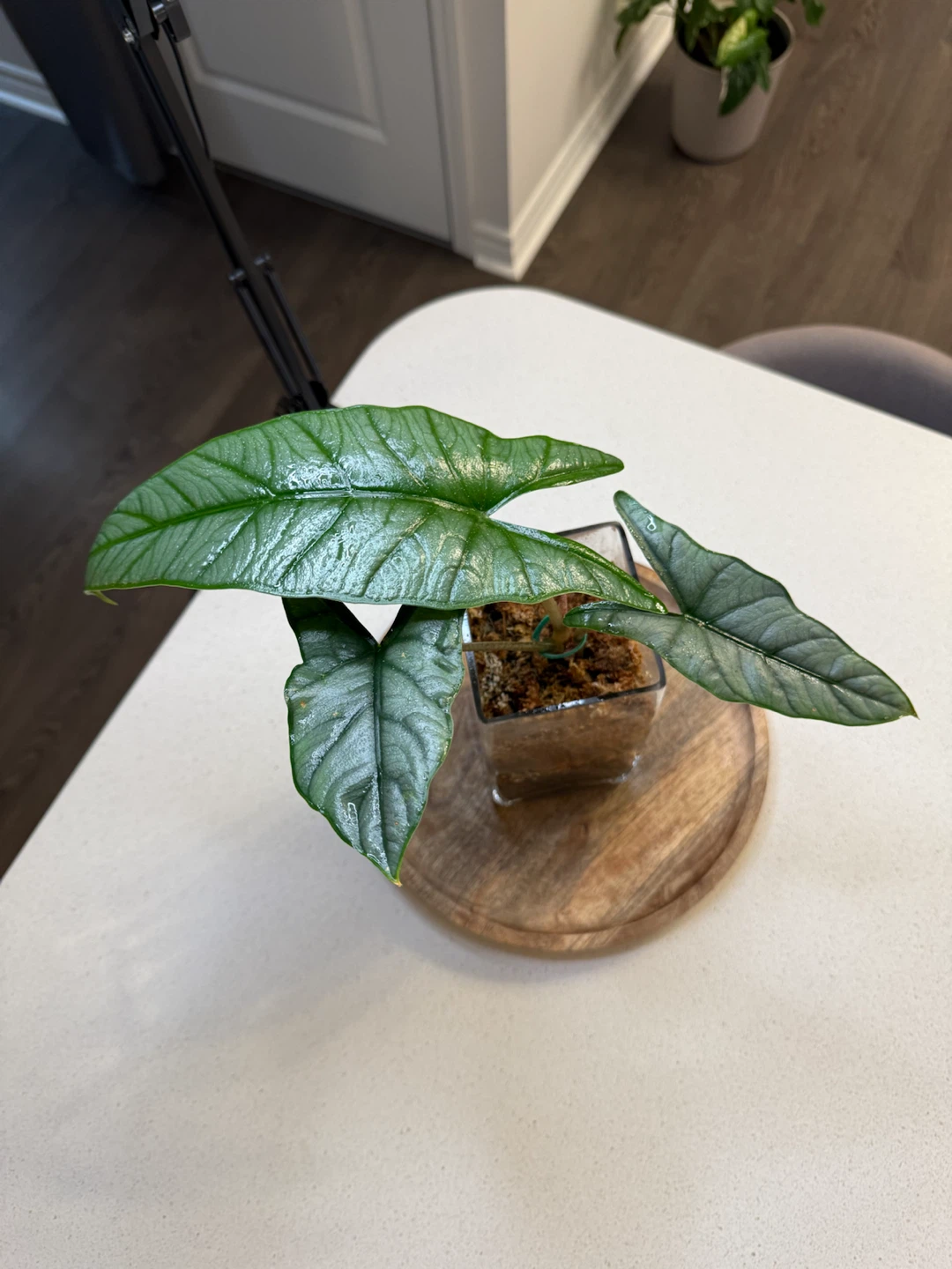 Alocasia dragon breath