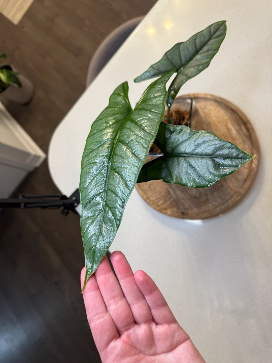 Alocasia dragon breath - photo 2