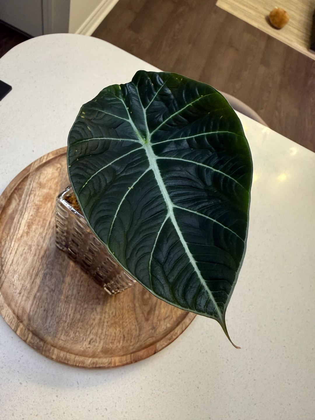 Alocasia black velvet