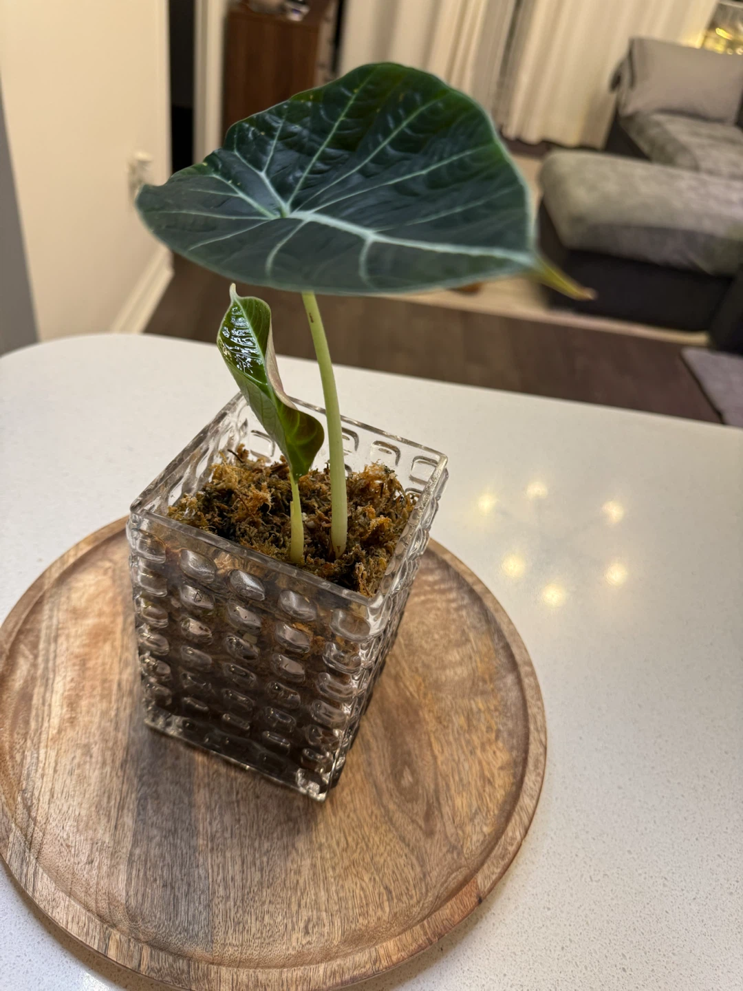 Alocasia black velvet - photo 2