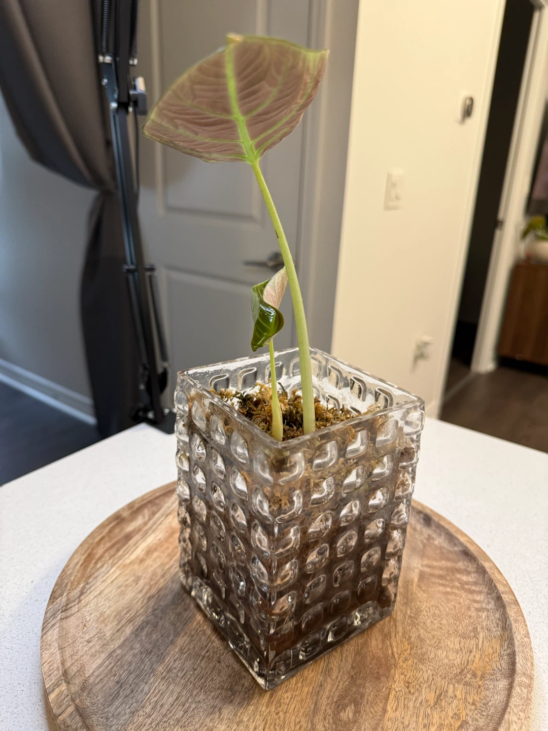 Alocasia black velvet - photo 3
