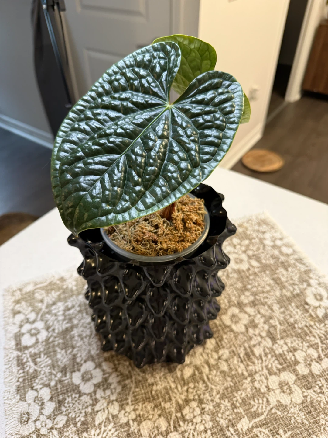 Anthurium Luxurians in Black Air-Pot