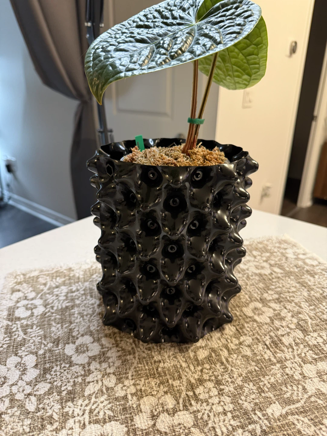 Anthurium Luxurians in Black Air-Pot - photo 2