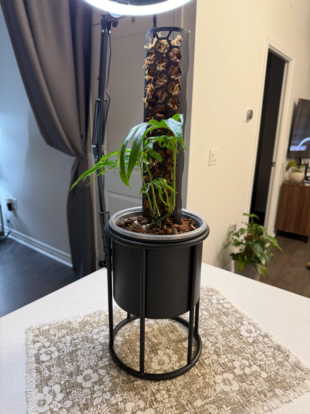 Amydrium Zippelianum with Moss Pole and Pot