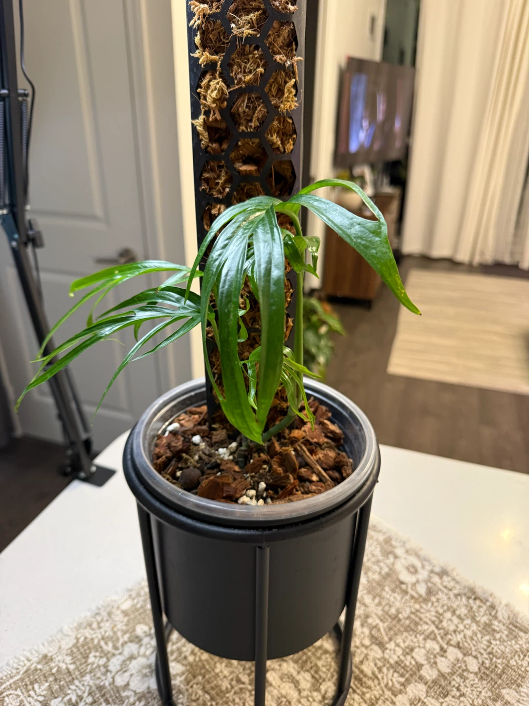 Amydrium Zippelianum with Moss Pole and Pot - photo 2