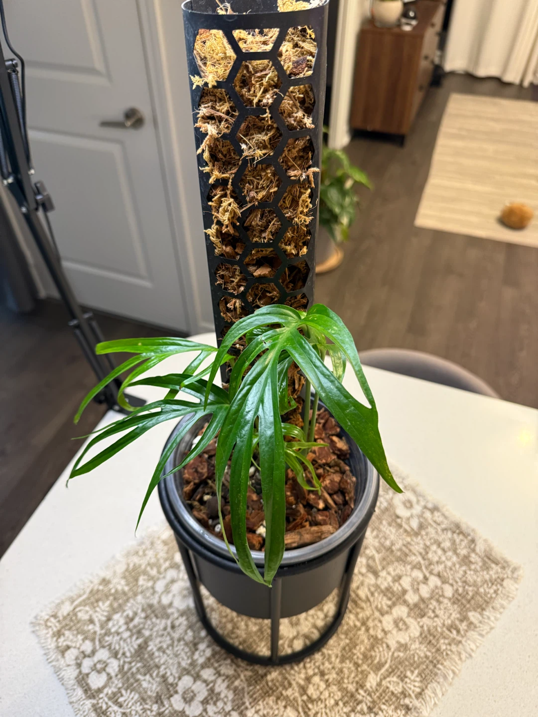 Amydrium Zippelianum with Moss Pole and Pot - photo 3