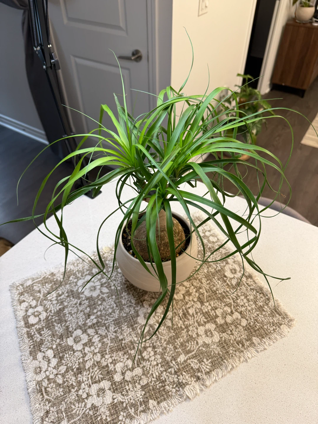 Ponytail Palm in Ceramic Pot