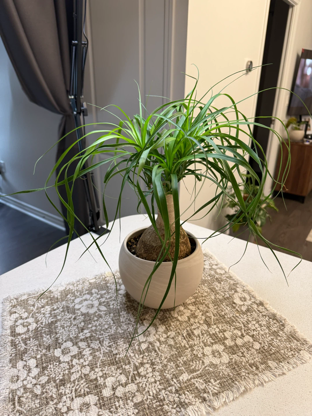 Ponytail Palm in Ceramic Pot - photo 2