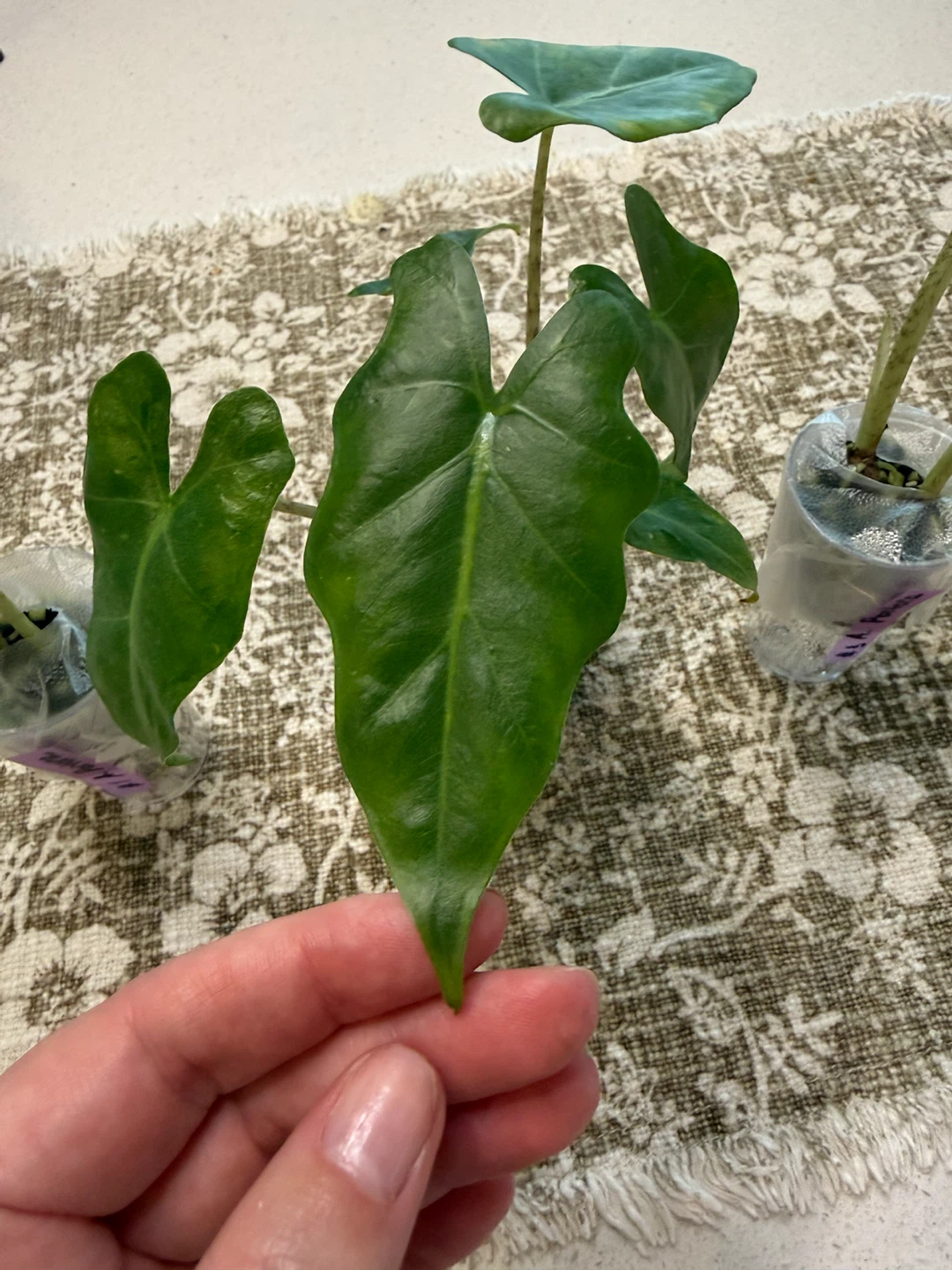Three Alocasia Portora plants