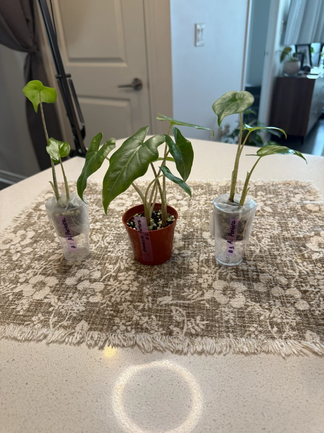 Three Alocasia Portora plants - photo 2