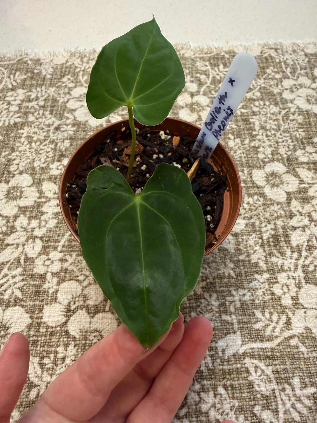 Anthurium Goliath x Phoenix Seedling