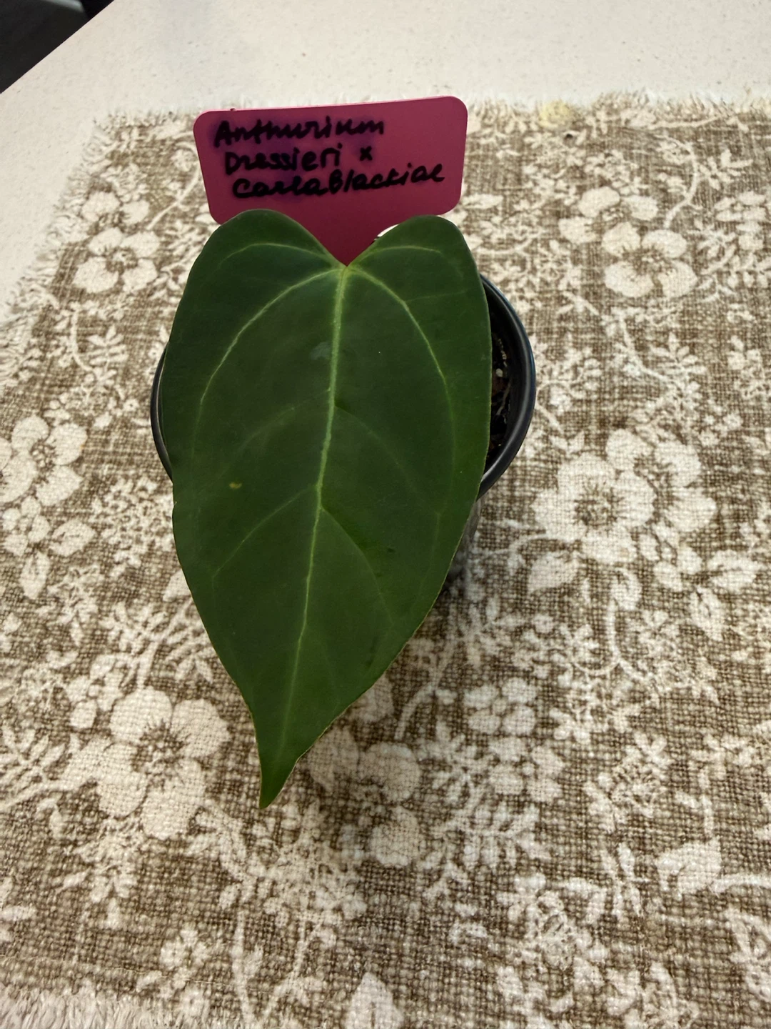 Anthurium Dressleri x Carla Blacklacie Plant