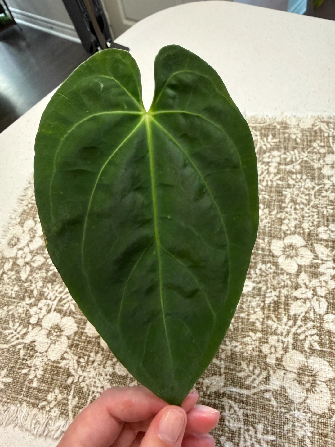 Anthurium Xone x Fort Sherman