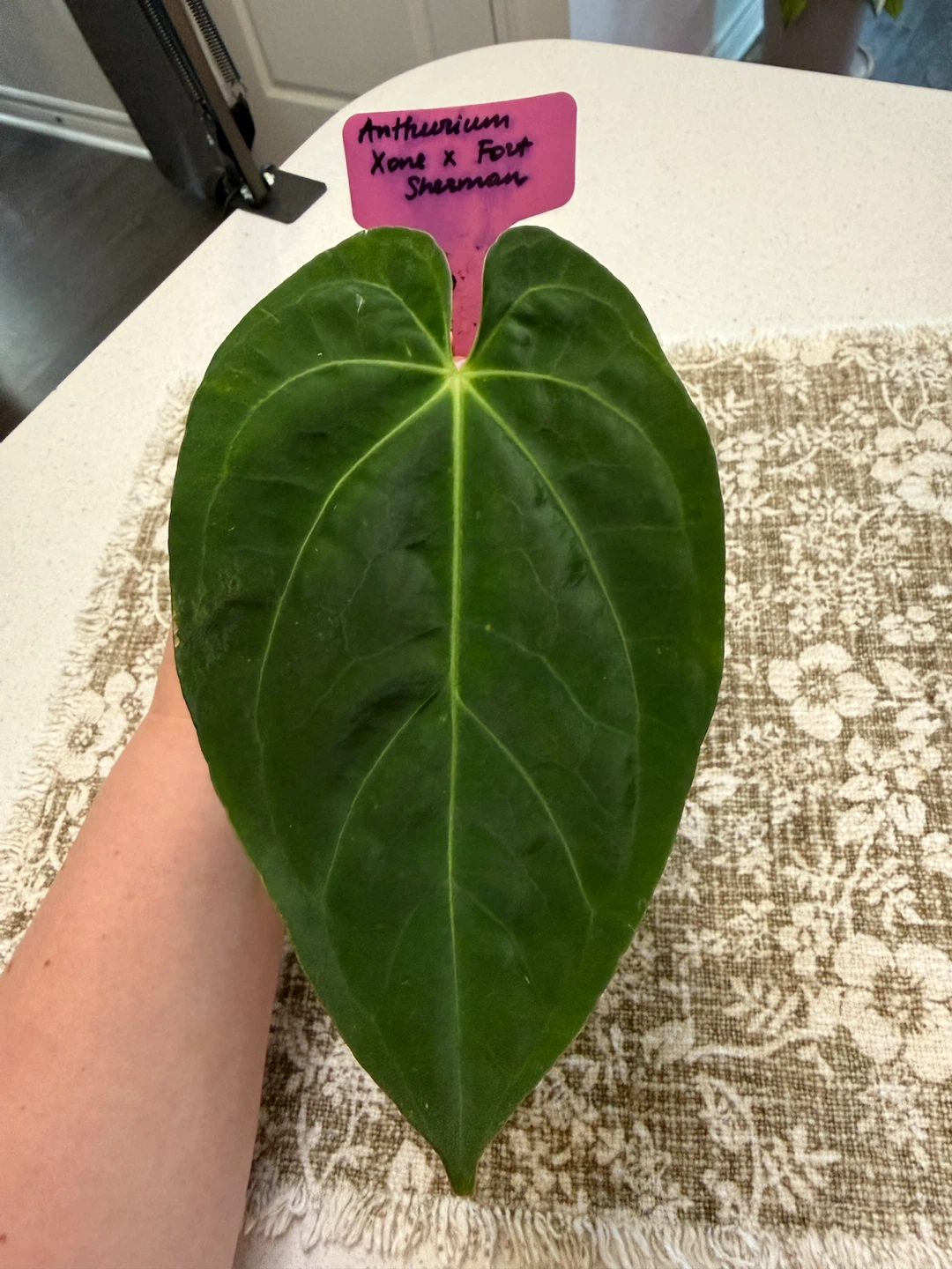 Anthurium Xone x Fort Sherman - photo 2