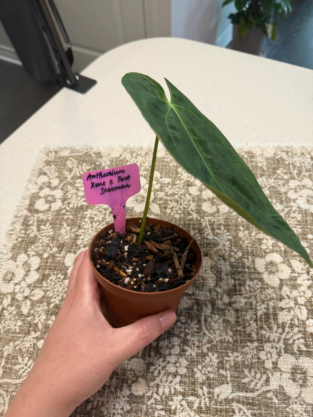 Anthurium Xone x Fort Sherman - photo 3