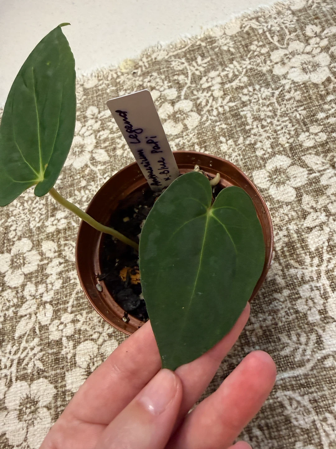 Anthurium Legend x Blue Papi Plant