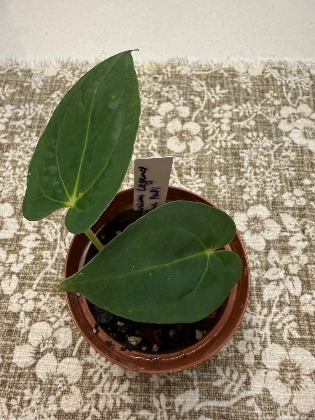 Anthurium Legend x Blue Papi Plant - photo 2