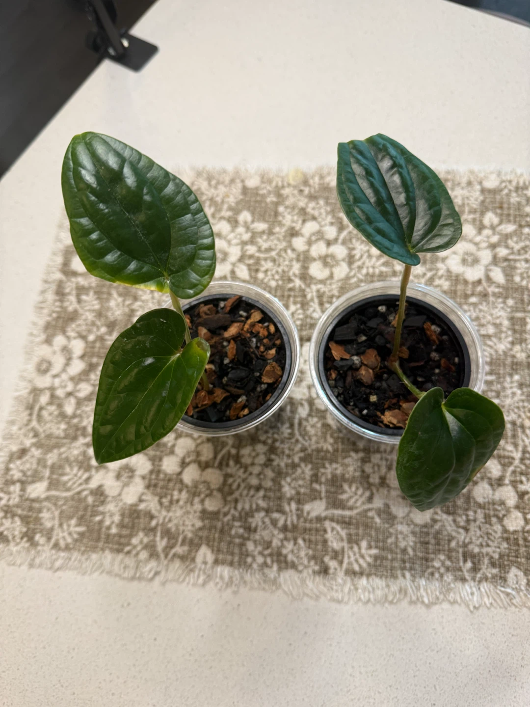 Anthurium Lux & Nigrolaminum