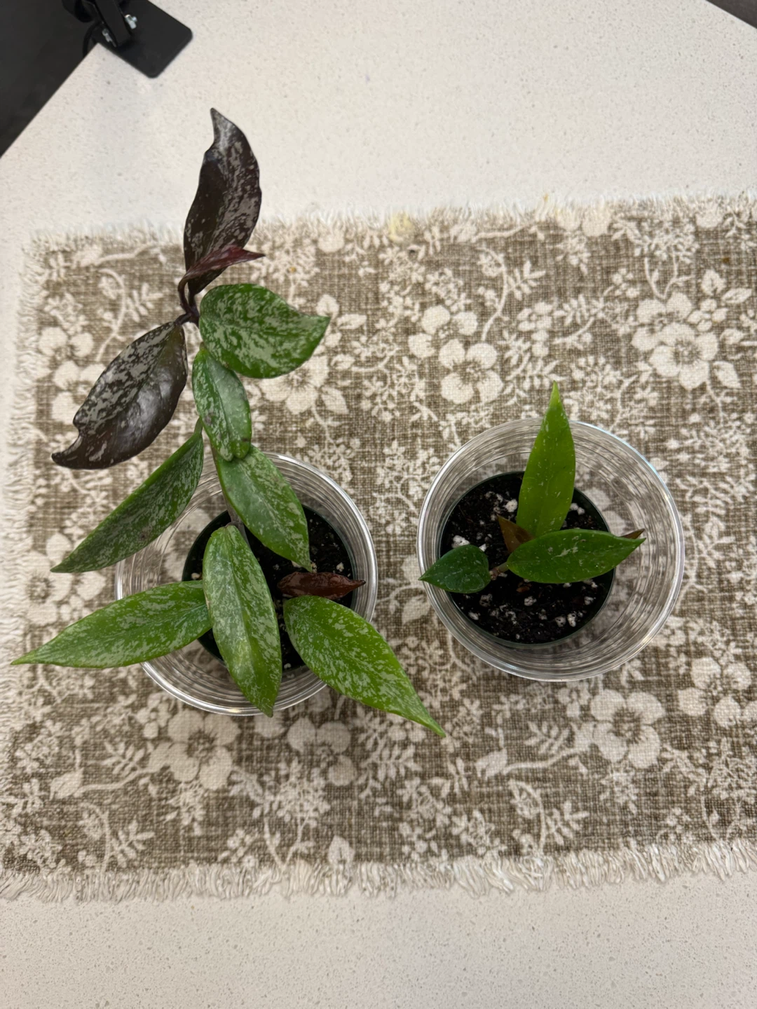 Hoya Pubicalyx Burgundy Splash