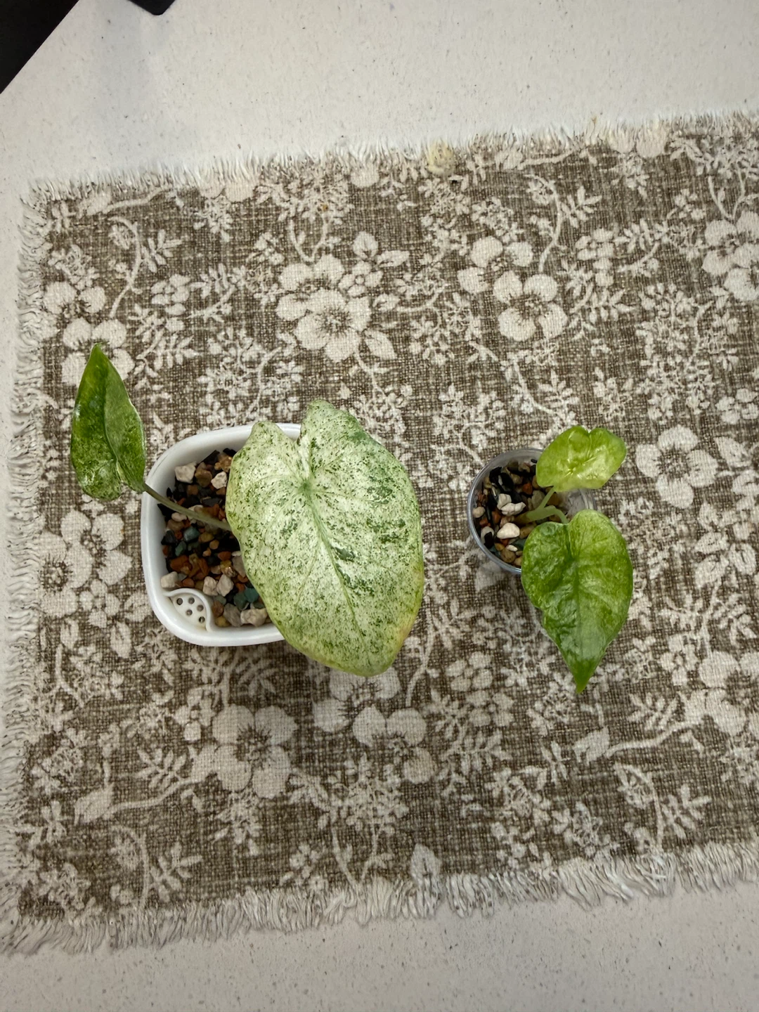 Alocasia macrorrhiza variegata splash
