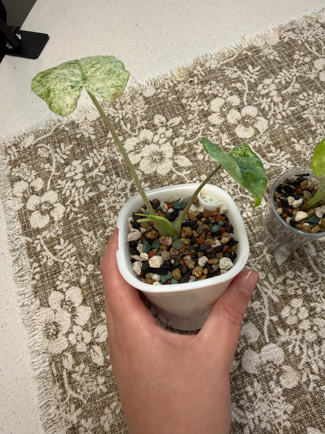 Alocasia macrorrhiza variegata splash - photo 2