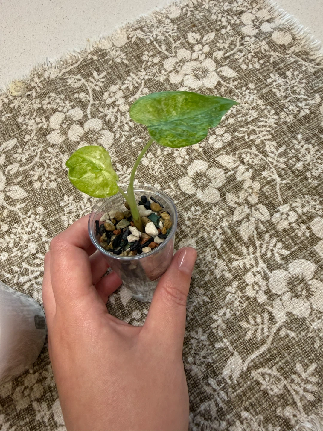 Alocasia macrorrhiza variegata splash - photo 3