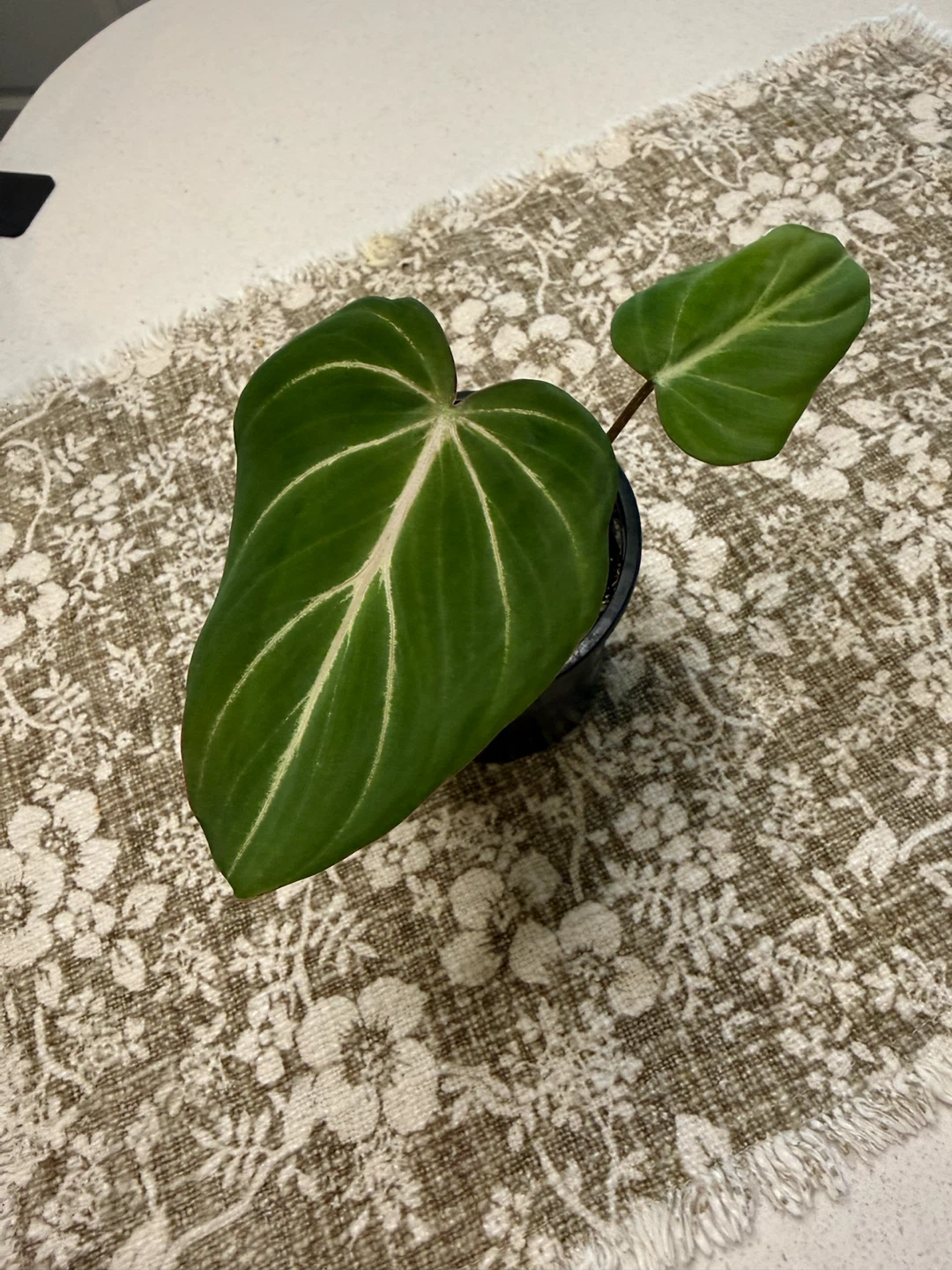 Philodendron Gloriosum Variegated Plant reverted