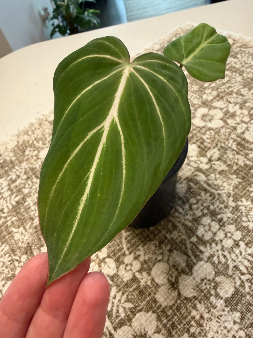 Philodendron Gloriosum Variegated Plant reverted - photo 2