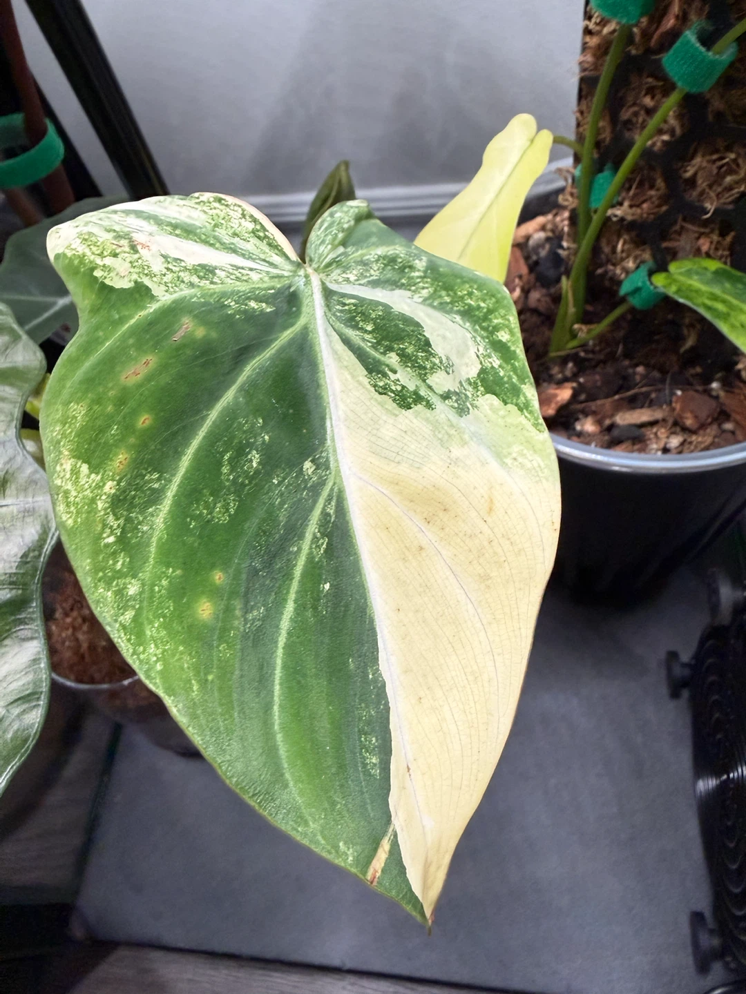 Philodendron Gloriosum Variegated Plant reverted - photo 3