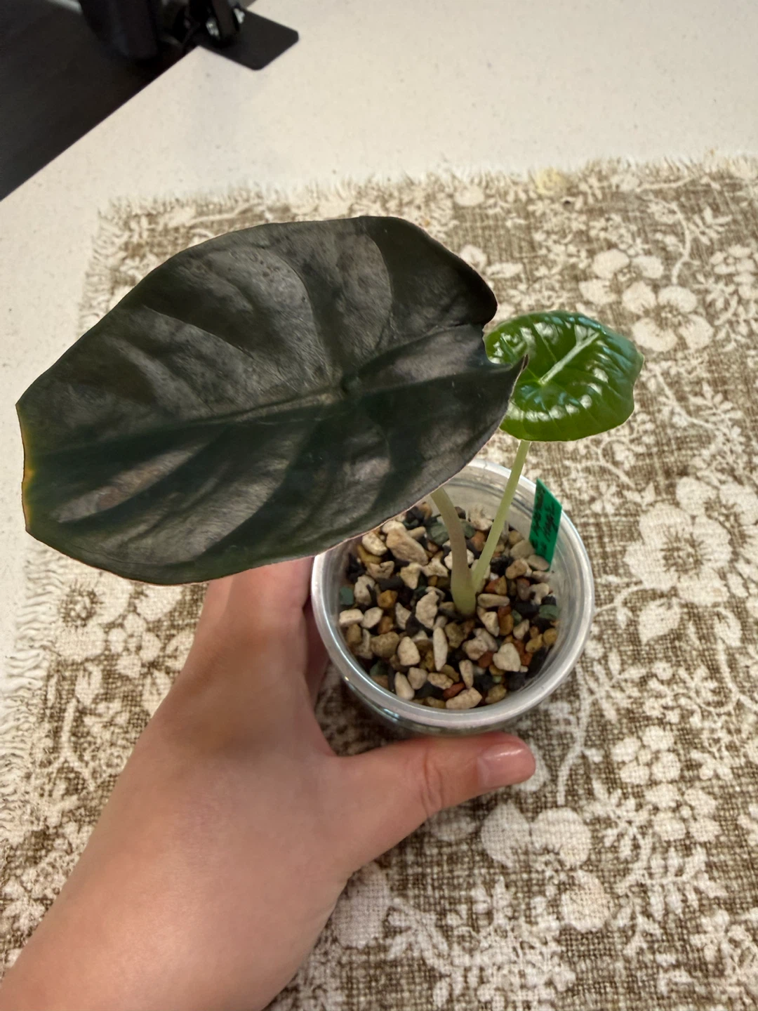Alocasia infernalis 'Black Magic