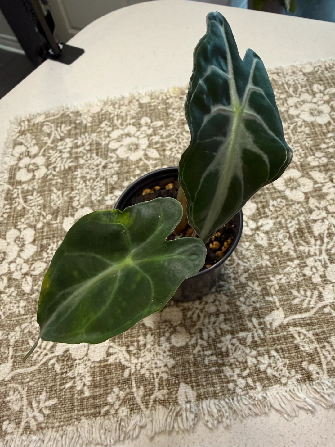 Alocasia Venom Sport Variagated